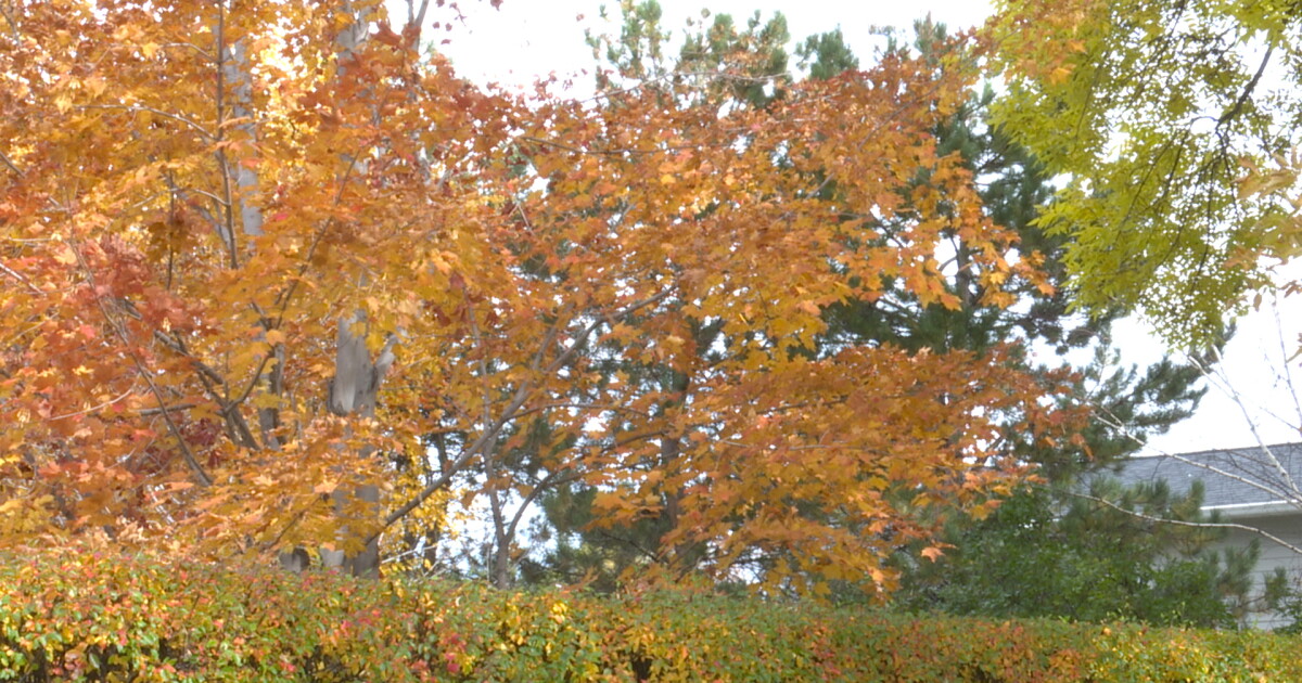 The best way to dispose of your leaves in Helena - Vimarsana News