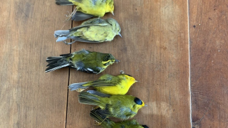 Mass bird die-off in Salida from wildfires_iNaturalist