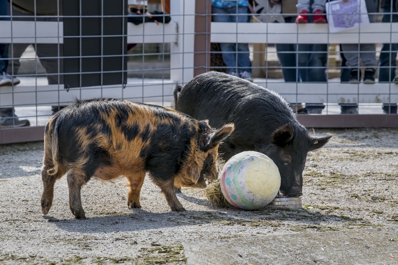 Egg Day 04-2023-0032067 E.jpg