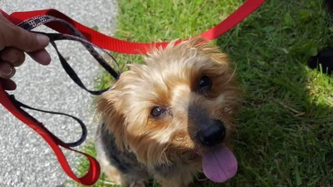 PHOTOS: Indy Humane Mutt Strut