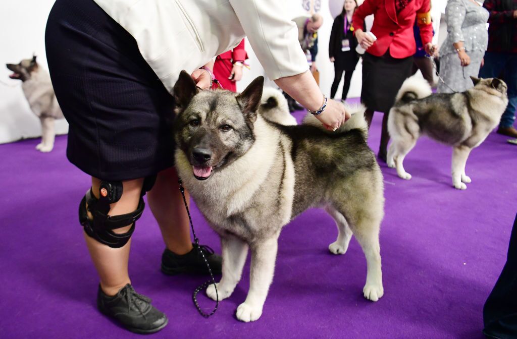 Look at all the dogs: Westminster Kennel Club hosts annual ...