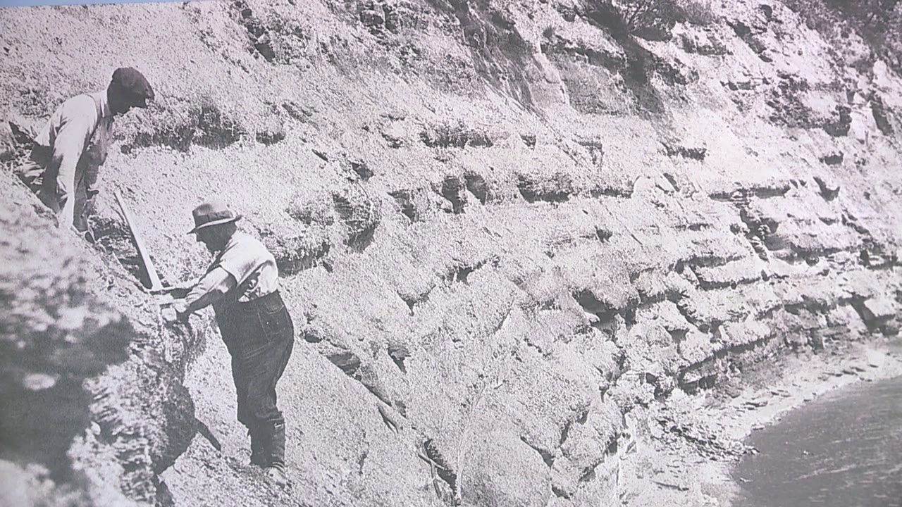 Fossils found in shale