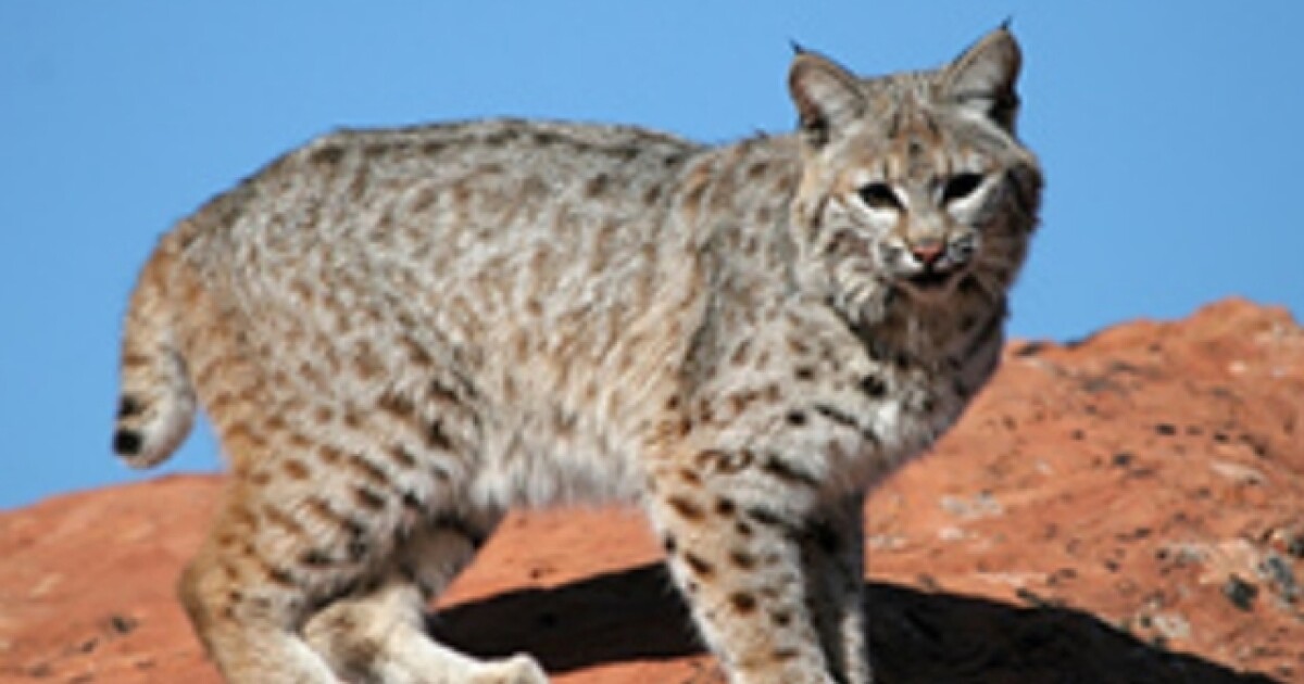 Bobcat killed by dog after attacking multiple people in Arizona, officials say