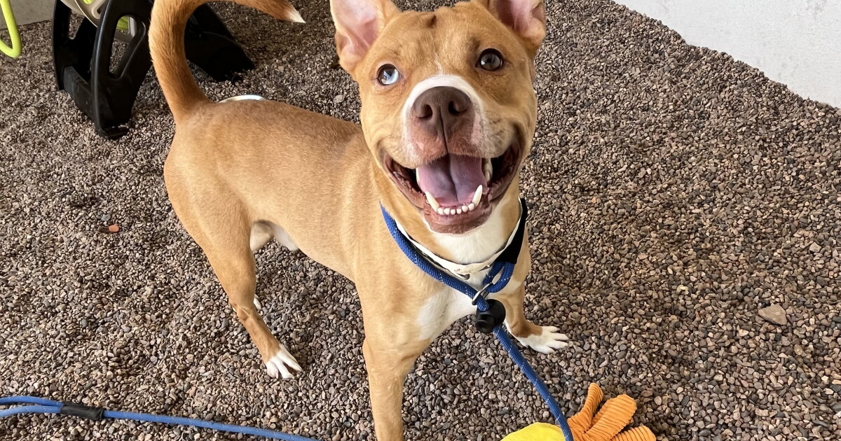 Adoptable pets from Arizona Humane, Maricopa County, HALO, AAWL and AZ ...