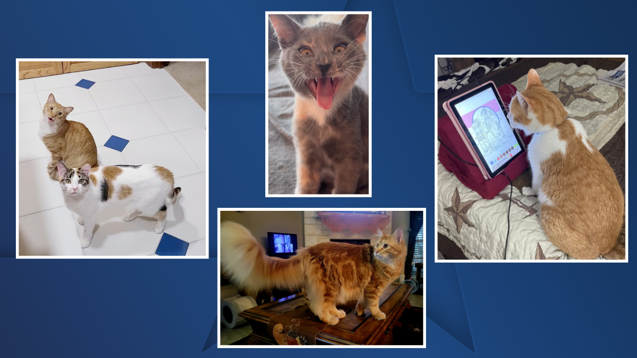 NATIONAL CAT DAY 2025 5.png