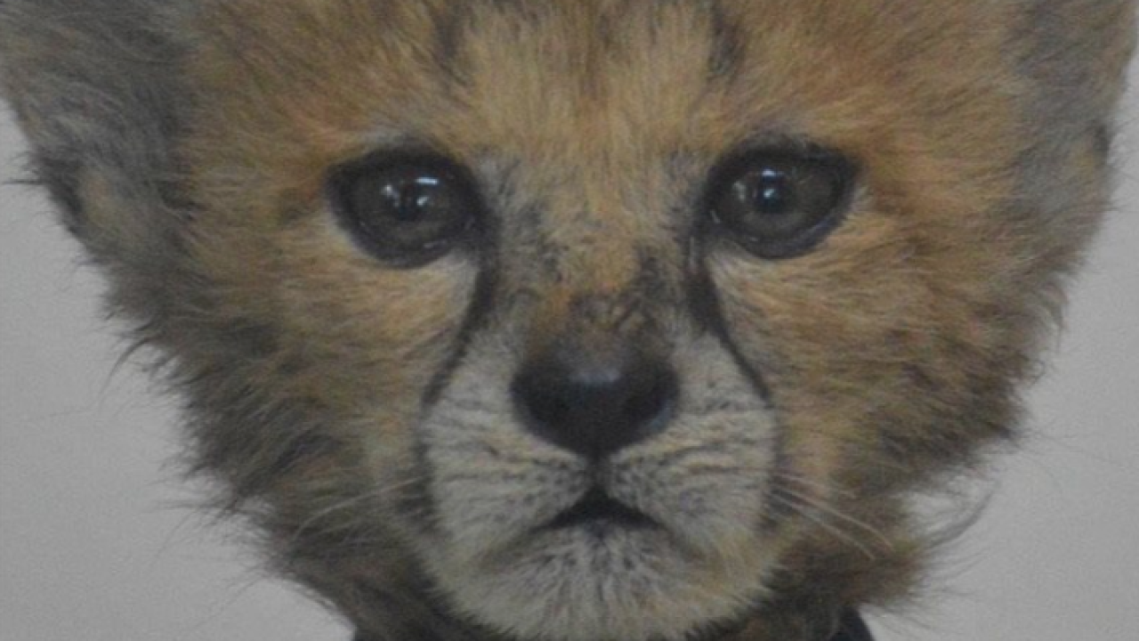 Check This Out Cincinnati Zoo Shares Before And After Photo Of Cheetah