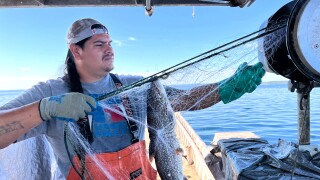 Whitefish Decline Fishing