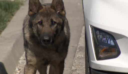 K-9 Bock, Cass County Sheriff's Office