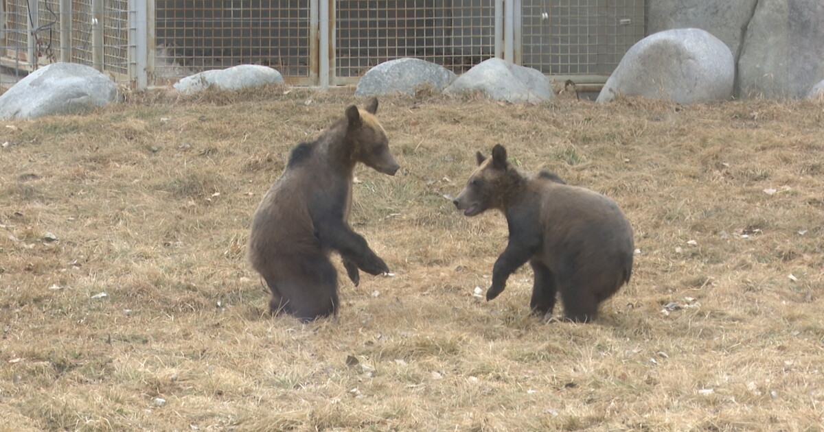 Rescued grizzly bear cubs on display at ZooMontana - Vimarsana News