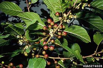 GlossyBuckthorn2.jpg