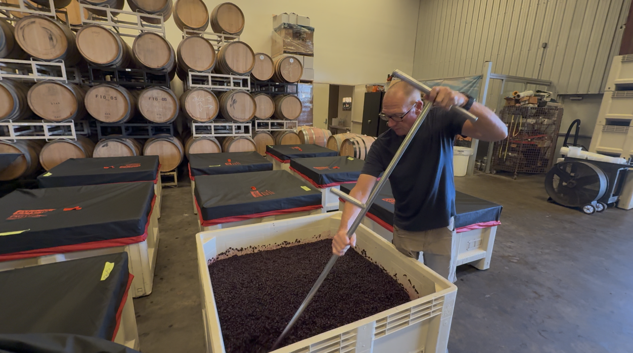 Sanctuary Vineyards Harvest OBX