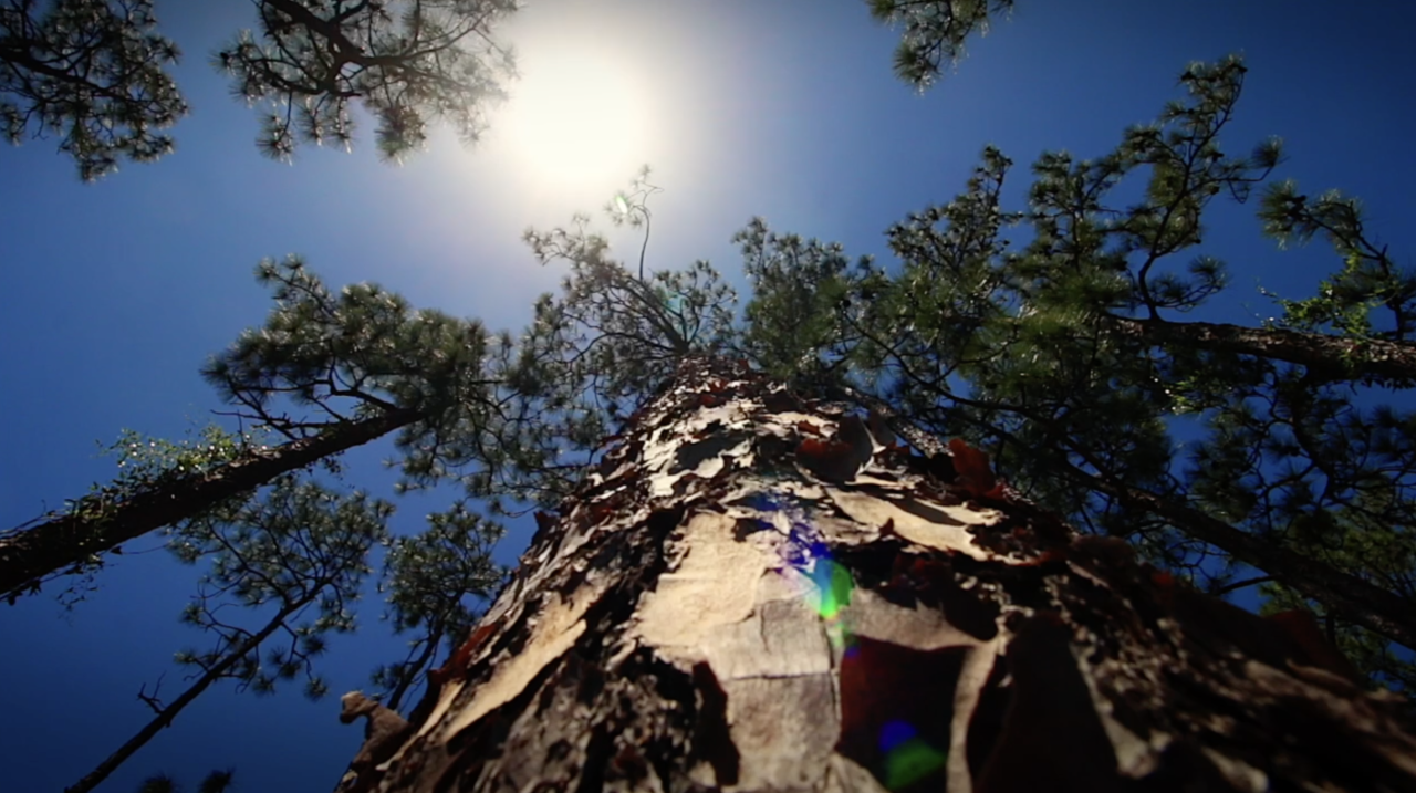 The sun shines high over tall trees in a forest.