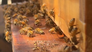 BEES.jpg