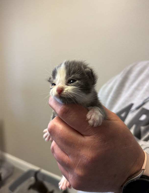 Screenshot 2026-04-02 at 1.26.29 PM.png