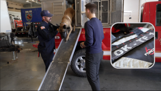 OK-TF-1 Dogs