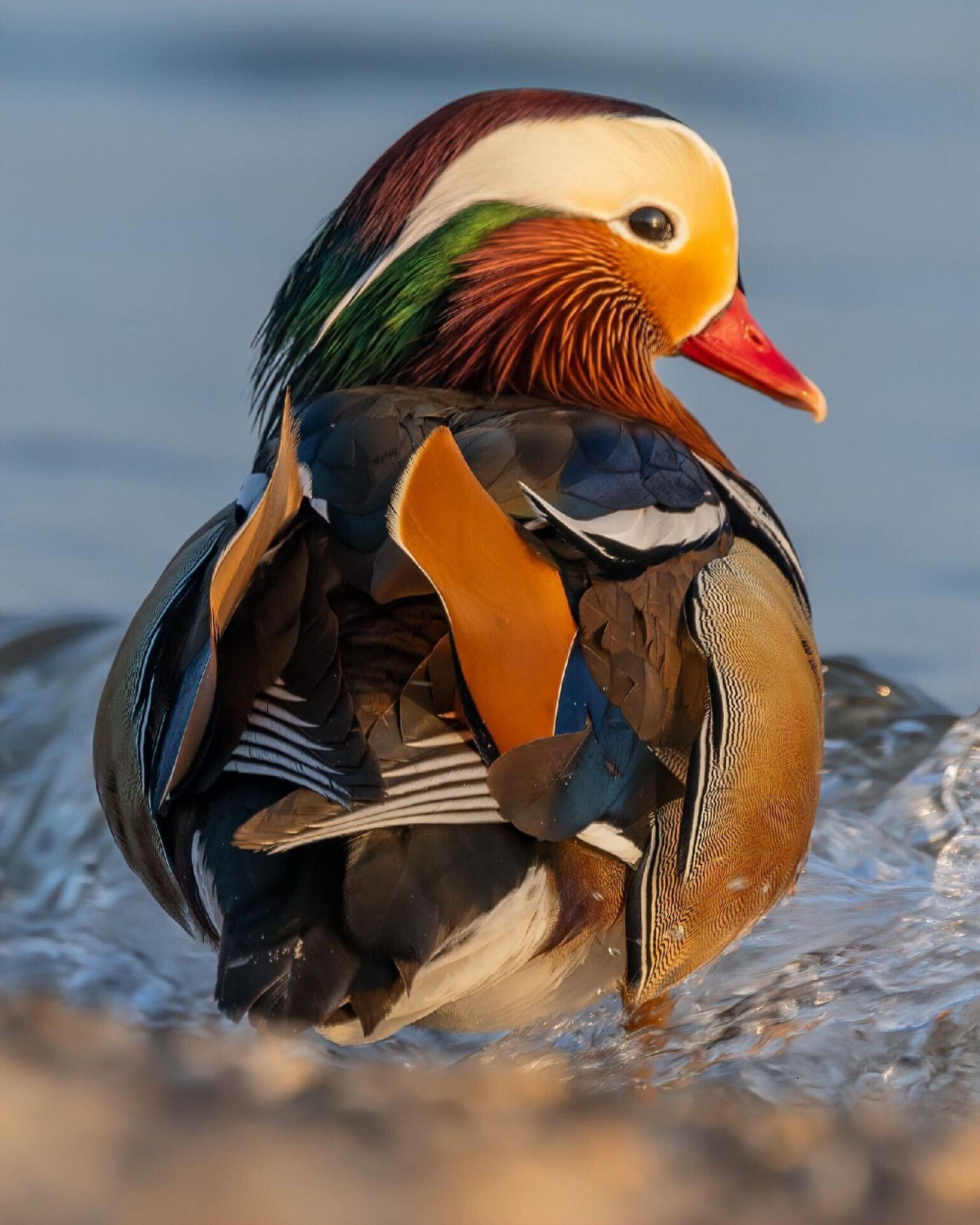 Mandarin duck sighting in Milwaukee draws eager spectators
