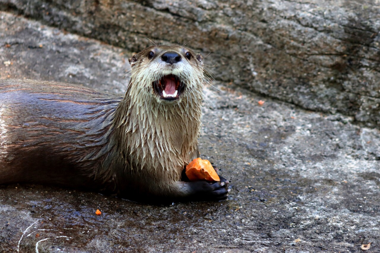 JBZoo_RiverOtter_Slyde lo.jpg