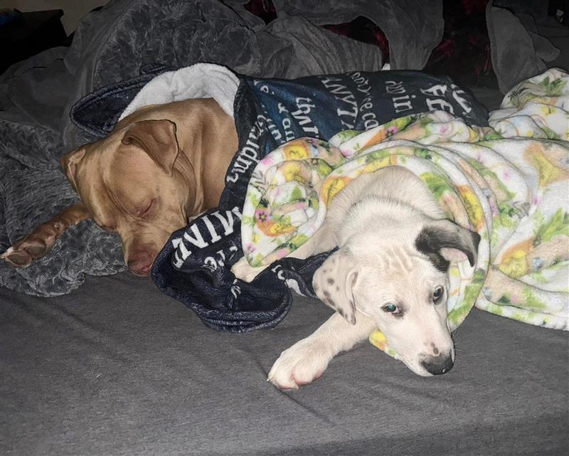 CASH AND COOKIE COURTESY HAILEY JR.jpg