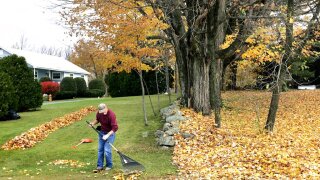 Raking leaves