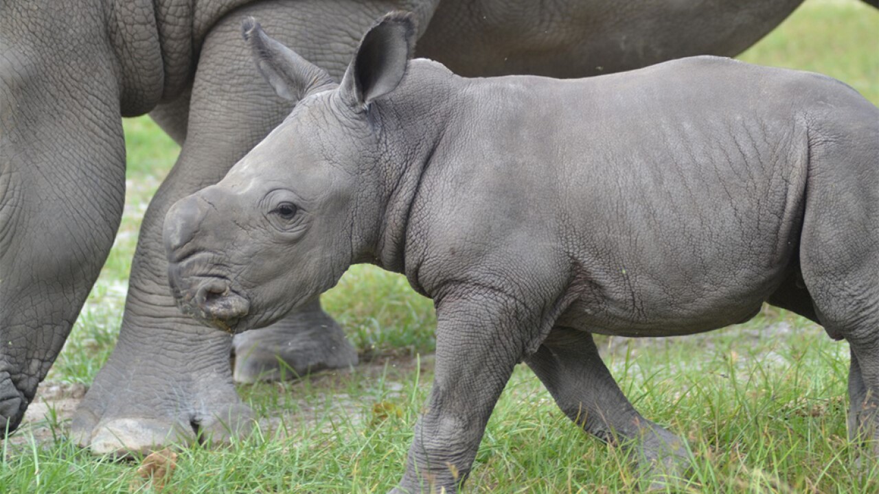 Baby Rhino Born At Lion Country Safari Baby Rhino Born At Lion Country Safari