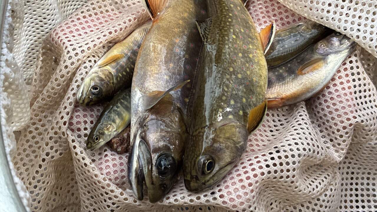 Greenback Cutthroat
