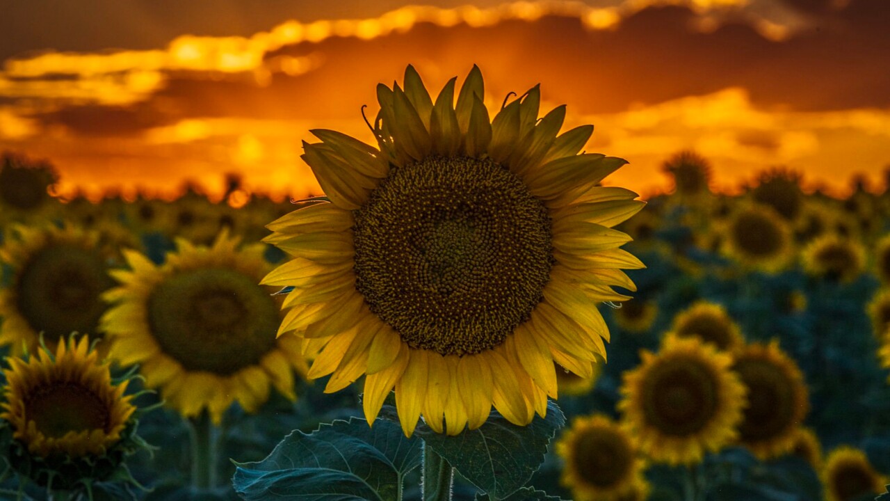 Sunflower Fields Near Dia Are In Full Bloom