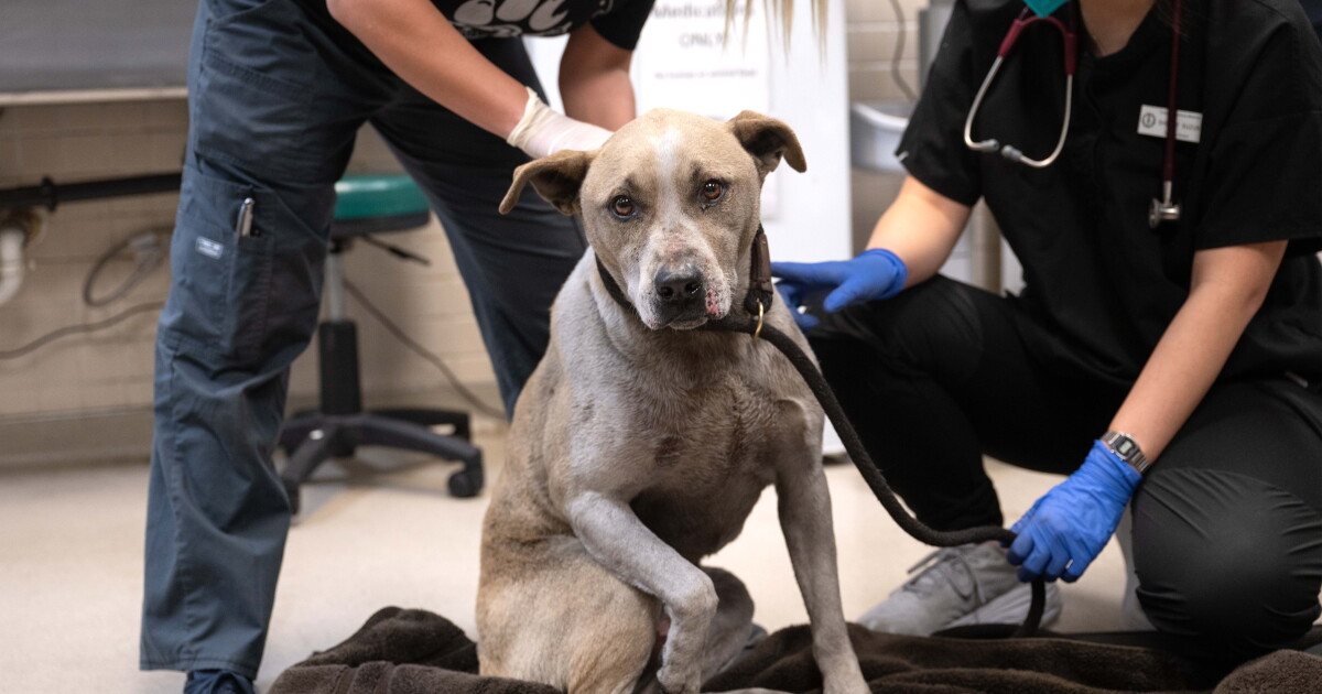 Student Raises Funds to Rescue 400 Animals from Wildfires
