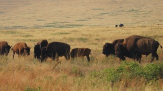 Bison Rut