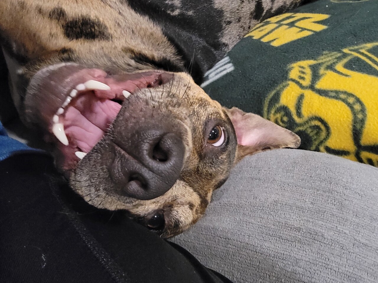 Chili the dog