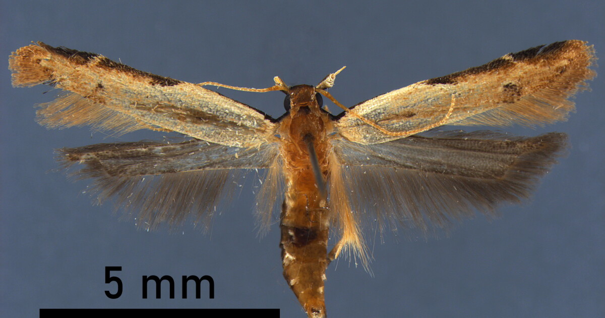 Detroit CBP agriculture specialists discover potentially destructive moth at DTW, first discovery in US
