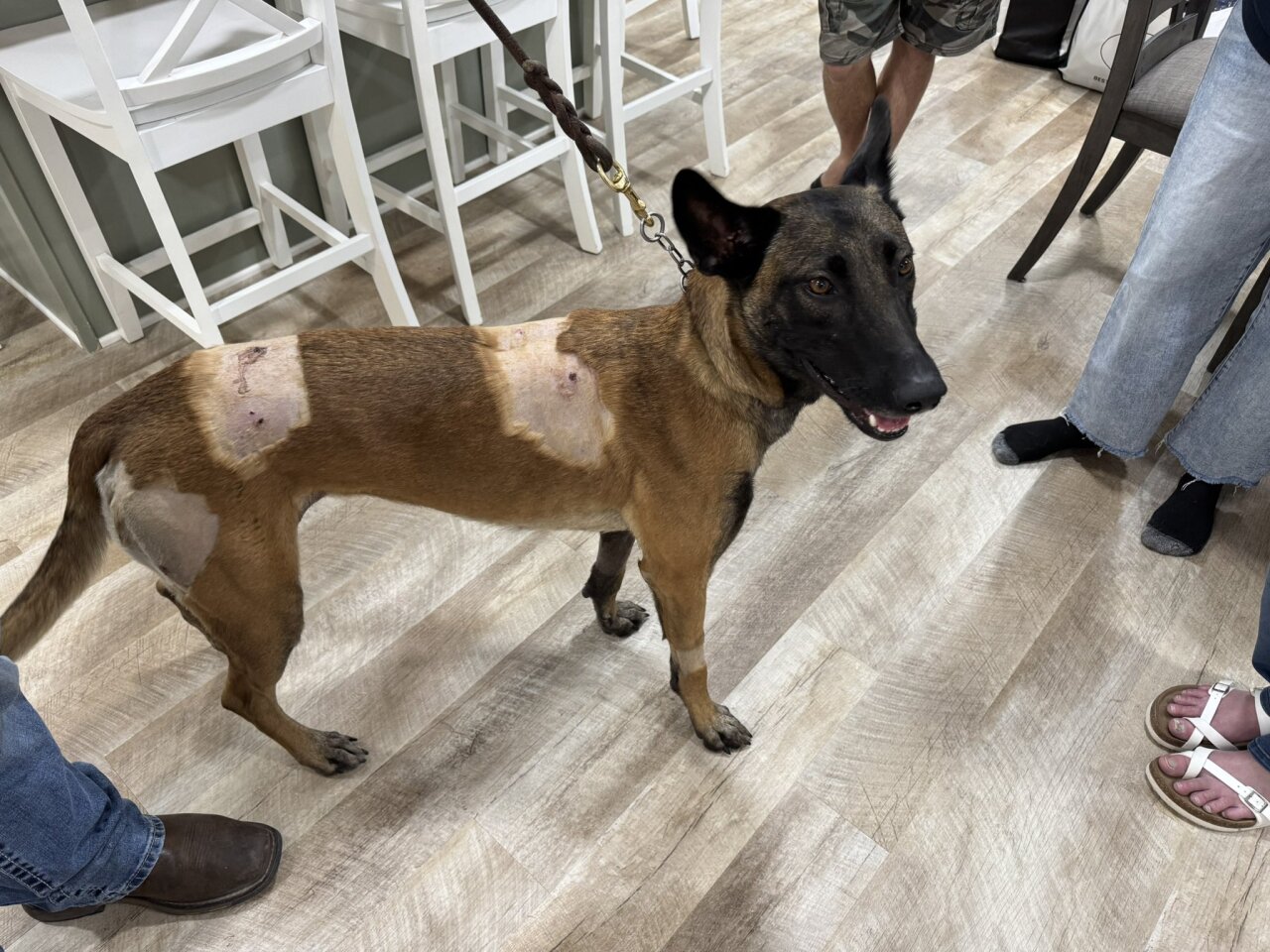 K-9 Azula