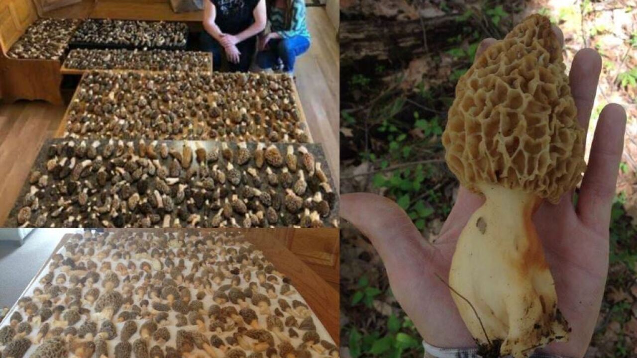 Morel Madness An Indiana family's amazing morel mushroom haul