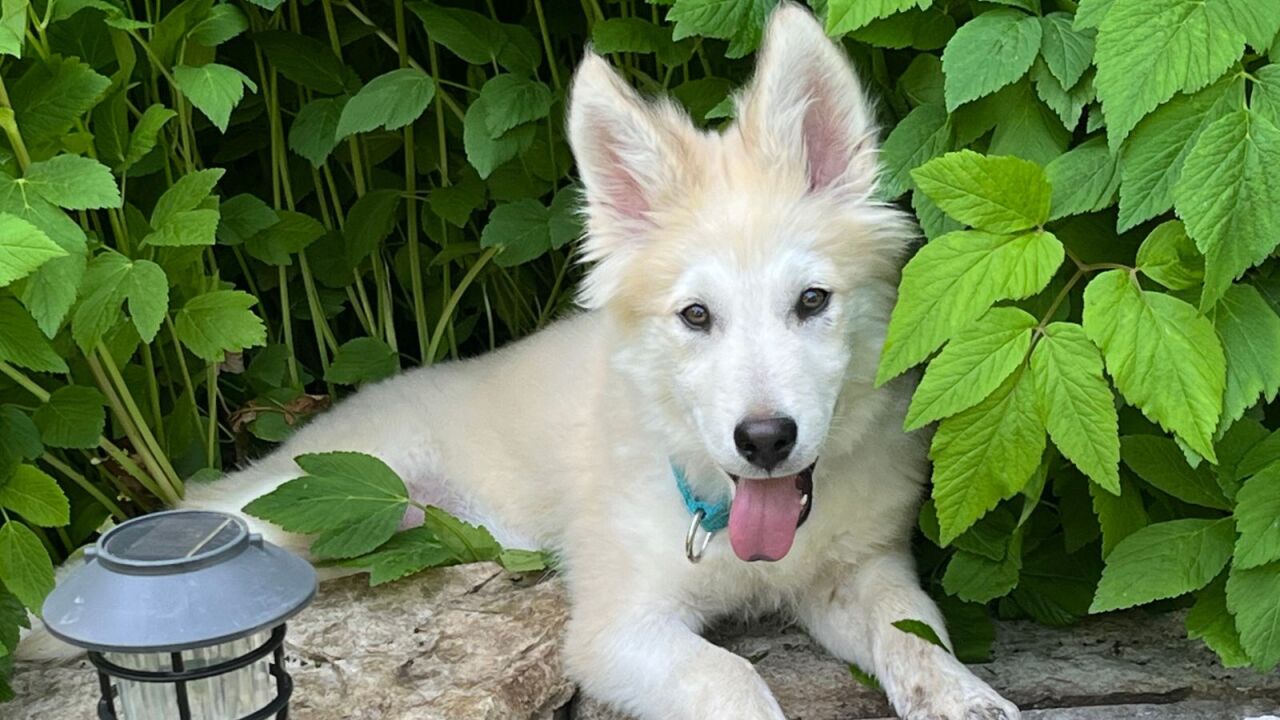 Bodhi - Wauwatosa.jpg 