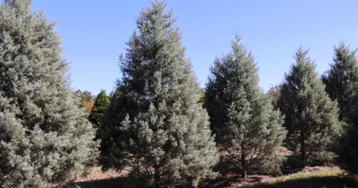 Has the drought affected the holiday spirit? - Vimarsana News
