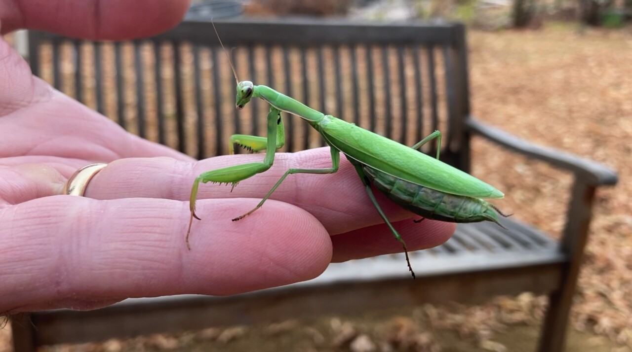 European Praying Mantis sightings increase in western Montana