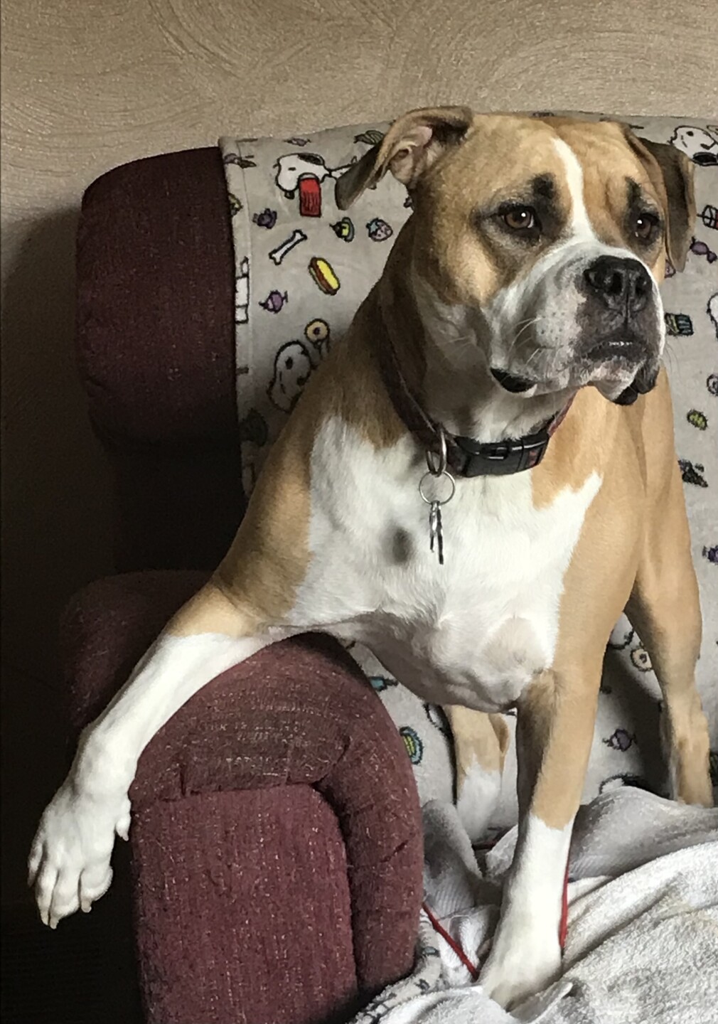 Dog walking forecast