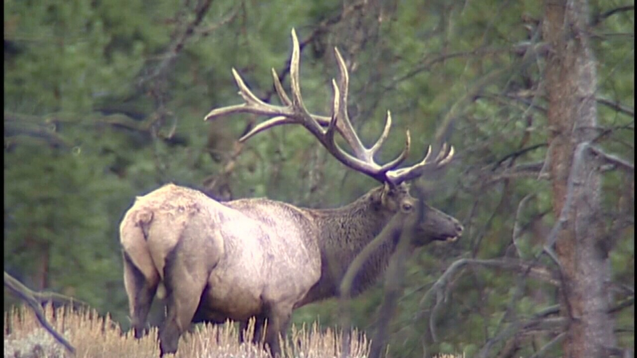 SEASON ELK.jpg