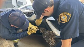 Owl rescued from car grill in Orcutt.jpg