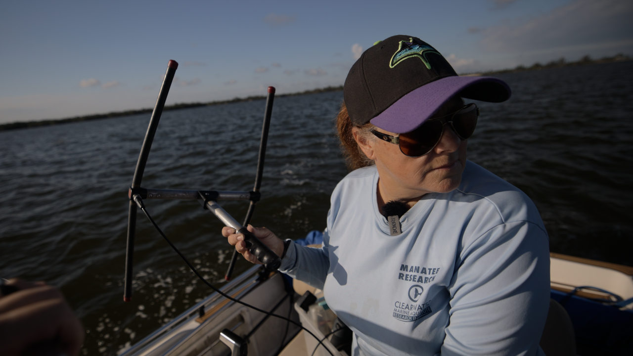 Jenn Galbraith tracking a manatee