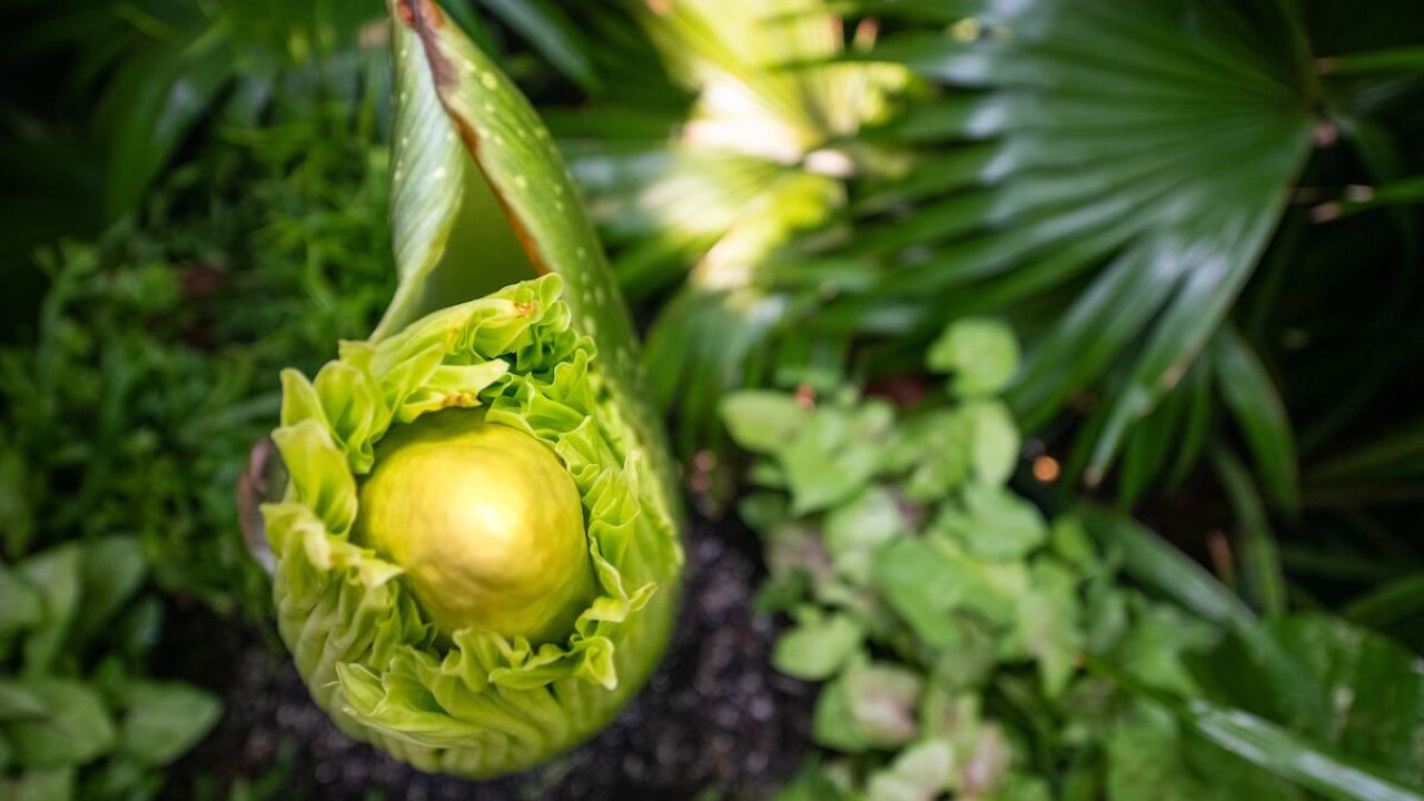 For the fourth time in 25 years, corpse flower at