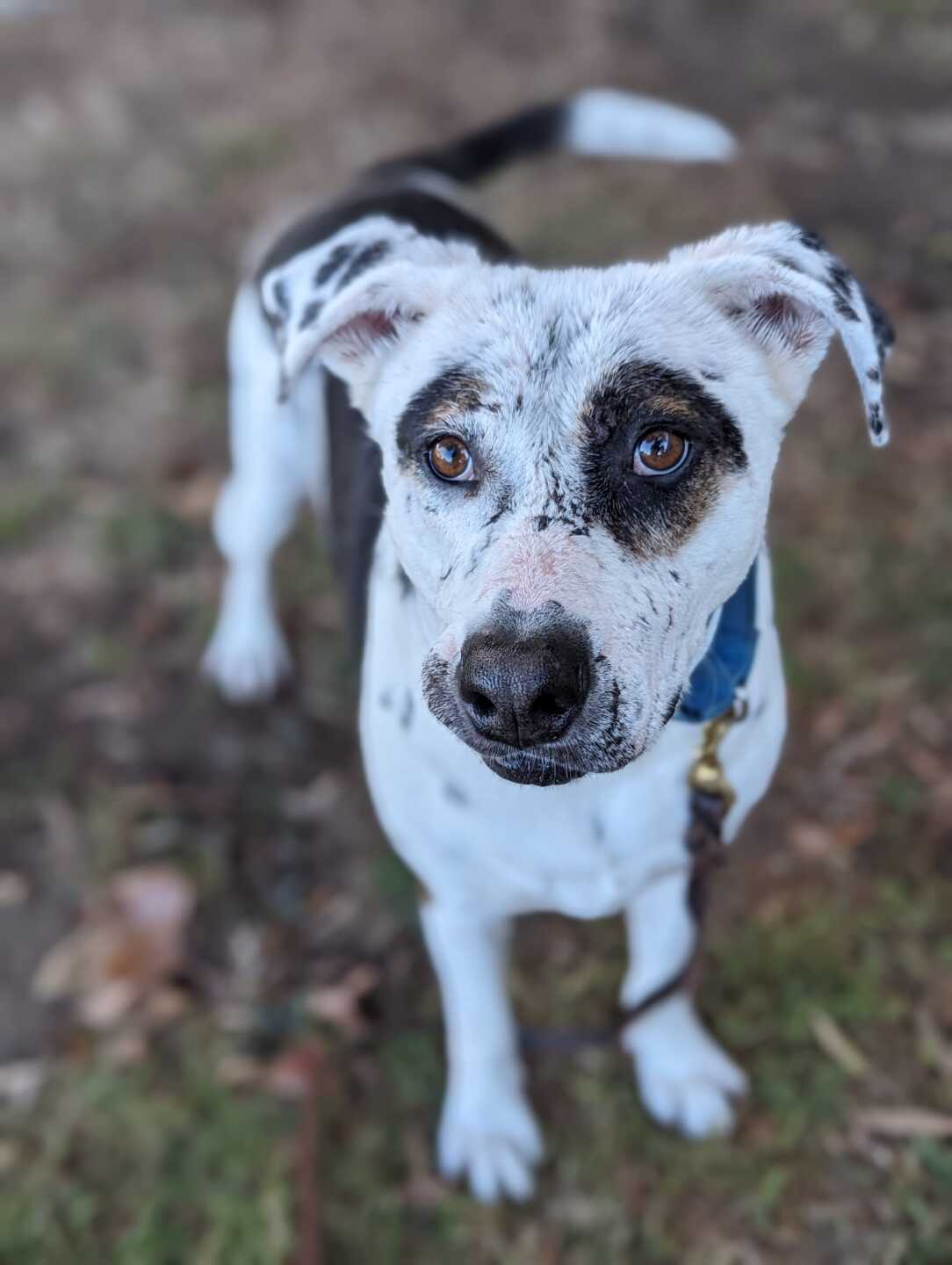 Pet of the Week: Linus