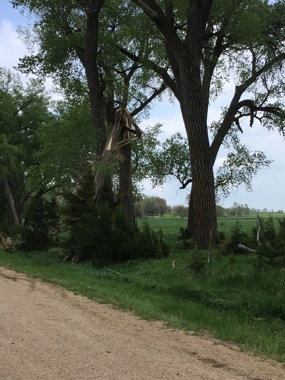 Pierce County trees.jpg