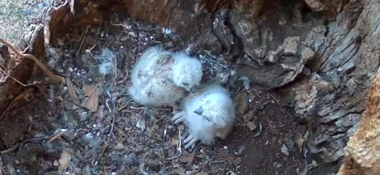 Oakley's Owlets