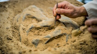 Close up shot of cleaning fossil remains