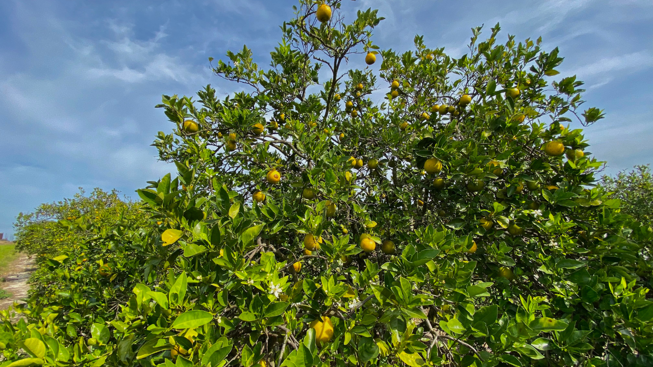 Citrus Greening Chad Mills WFTS2.png