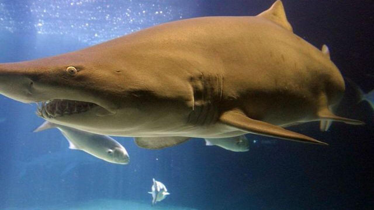 Fun Things To Do In Tampa Bay This Weekend July 7 9