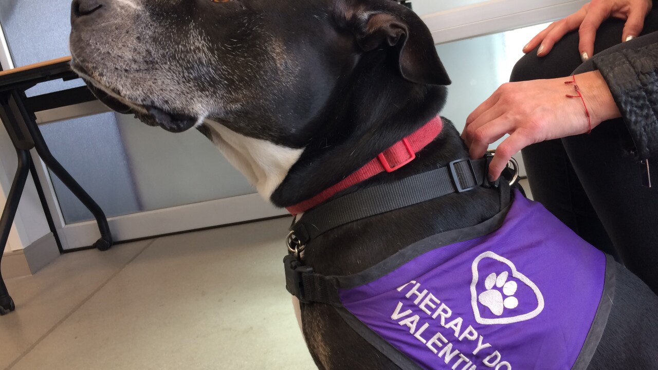 Comfort dogs are available during times of loss, trauma, grief