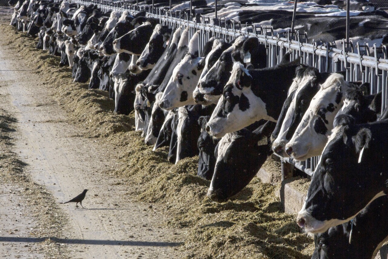 Dairy cattle feed at a farm