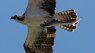 Florida osprey photographed carrying a shark that is carrying a fish