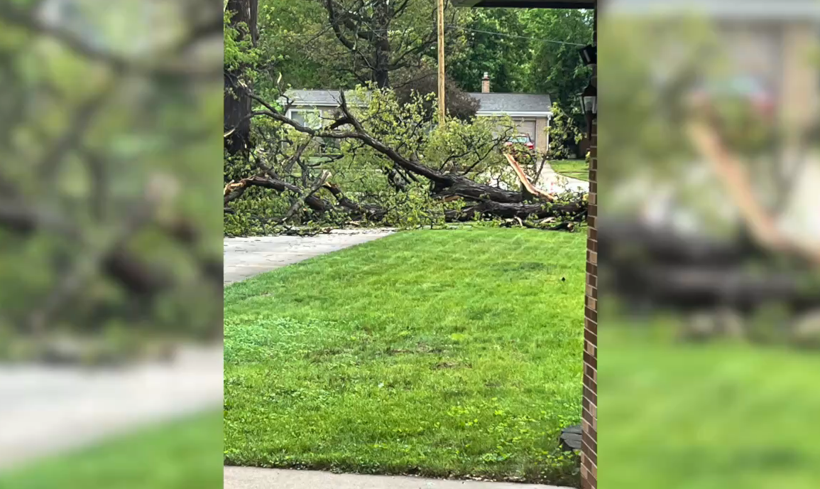 Tree debris in Warren